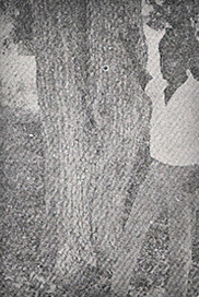 துரைமணி